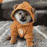 DOG GO TO THE MOON