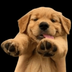 BUDDY Logotip
