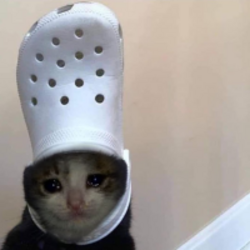 Логотип croc cat