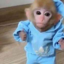 Predicción de Precio de monke