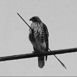 The Hawk