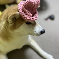 شعار dogwifhat2