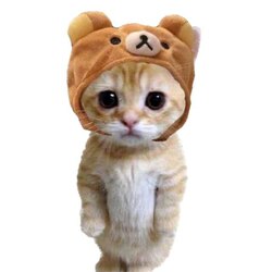 Логотип CatwifHat
