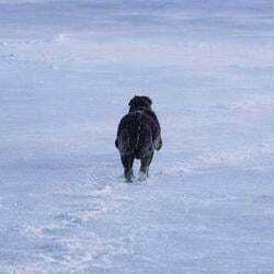 The Nietzschean Dog