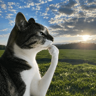 Логотип Thinking Cat